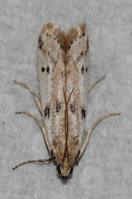 Phycitodes binaevella, Peterborough Garden, UK