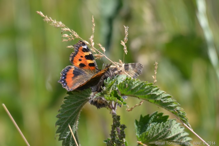 2014-06-29 Copse Wood 004