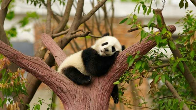 Panda photo hd