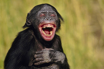 laughing monkey