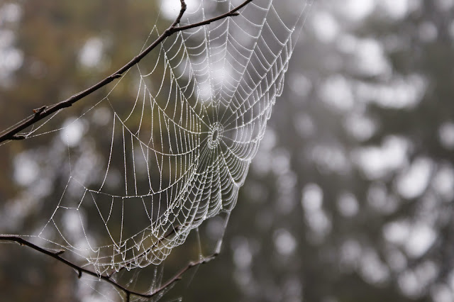 cobweb spider