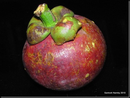 Mangosteen