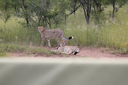 Cheetah Brothers