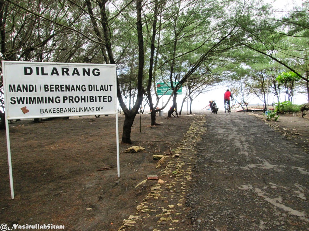 Pohon Cemara sepanjang pantai