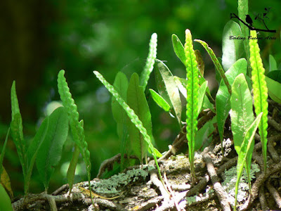 Microgramma mortoniana