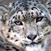 The snow leopard  