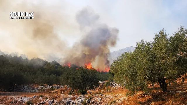 Φωτιά αγροτοδασική  εκταση