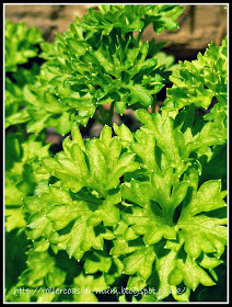 parsley