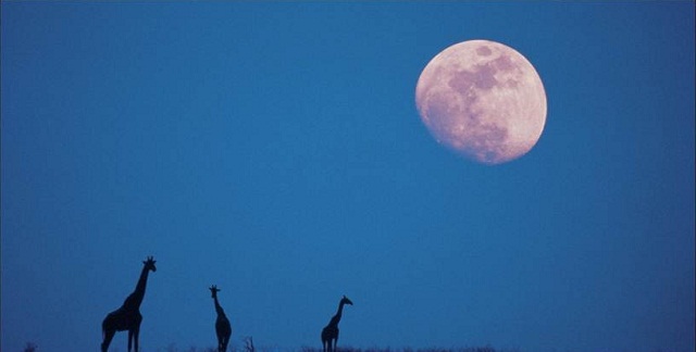 Moonrise Over the Serengeti