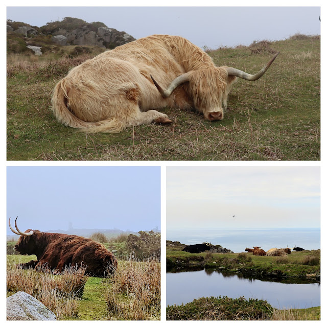 Collage of long horned, long haired cattle on Lundy