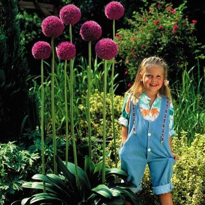 How to grow Allium giganteum from seed