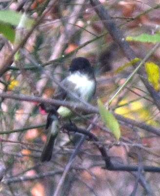 eastern phoebe