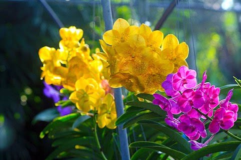 Vanda orchids in a Thailand nursery