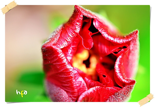 bunga sepatu hibiscus rosa-sinensis, si mawar cina