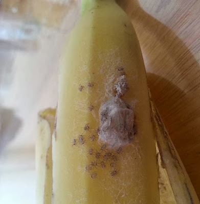 spiders-in-bananas