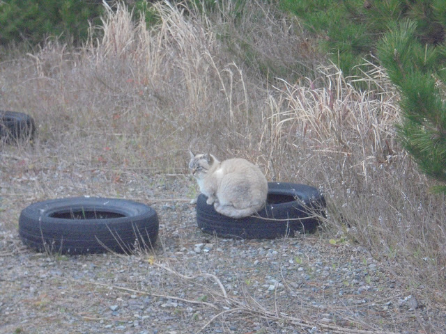 かわいい　猫