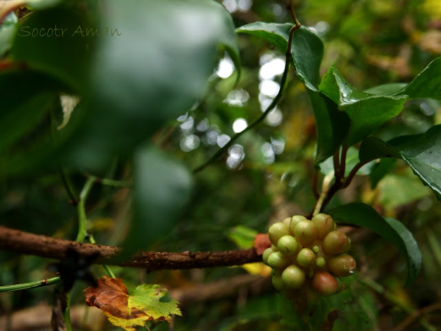 Kadsura japonica