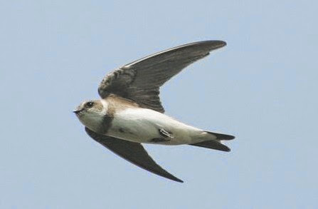 Hirondelle rivage Sand Martin ,- Uferschwalbe, Oeverzwaluw, Backsvala , Topino ,,Golondrina barranquera ,Andorinha-do-barranco ,Lastochka Beregovushka , Brzegowka ,örmäpääsky , Digesvale ,Partifecske ,- Sandsvale ,   Shoodoo tsubame ,