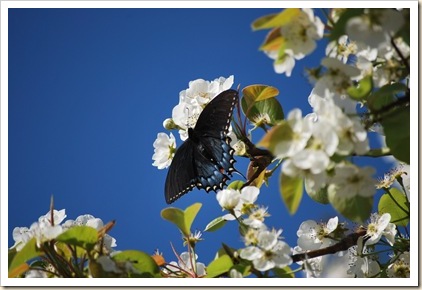 butterfly on branch 2