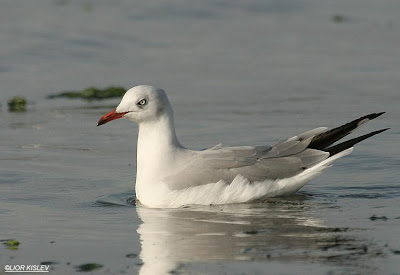 Gaviota capucho gris Larus cirrocephalus