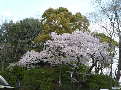 染井吉野