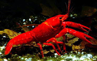 Procambarus clarkii, budidaya lobster, lobster air tawar