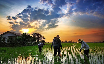 sawah padi di tanjung karang selangor