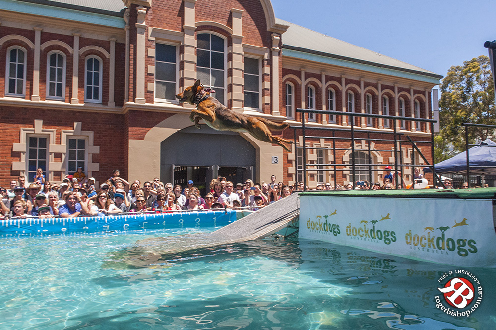 Splash! The Dock Dogs are diving in! | Australian Dog Lover