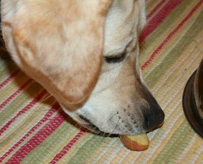 Cabana finding the slice of apple and taking a lick, yummy yummy