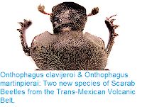 http://sciencythoughts.blogspot.co.uk/2016/04/onthophagus-clavijeroi-onthophagus.html