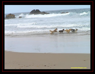 Australian Shepherd and Golden Retriever in Amado Beach, Algarve