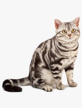 KUCING AMERICAN SHORTHAIR ~ KUCING PERSIA