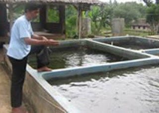 cara budidaya ikan patin di kolam terpal