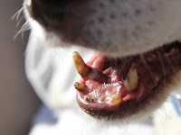 best food for dogs losing teeth