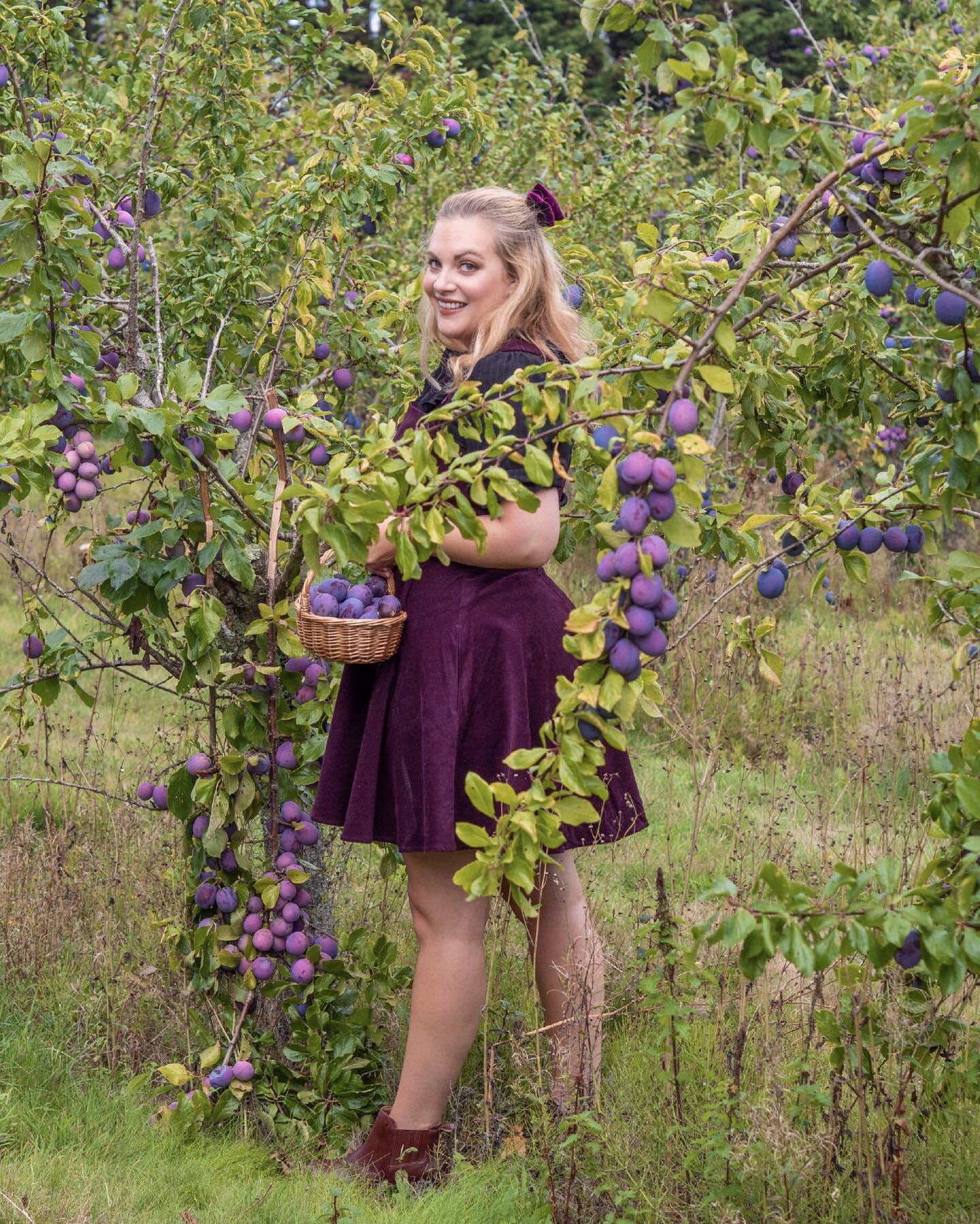 Plum Picking Orchard PYO. A blonde girl stands in a plum orchard carrying a small straw basket full of bright purple plums wearing a purple corduroy pinafore dress, a short sleeved black blouse and ankle boots.
