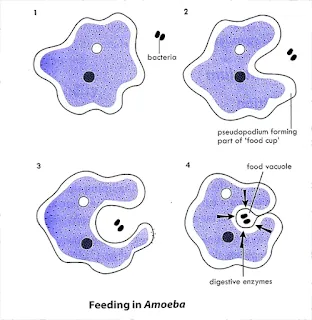 diagram of Amoeba engulfing prey with labels