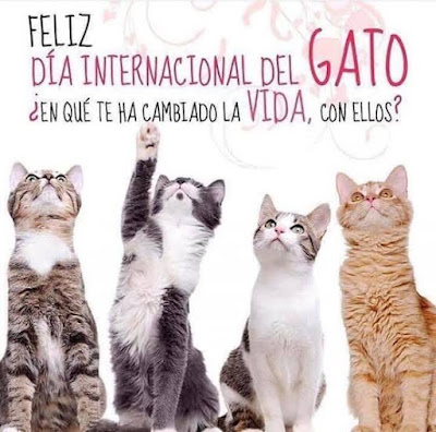 Feliz día Internacional del gato