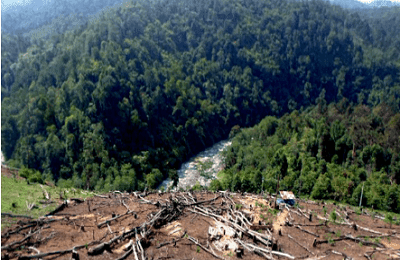 Kumpulan Puisi Alam Tentang Kerusakan Hutan di Indonesia