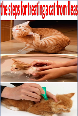 the steps for treating a cat from fleas