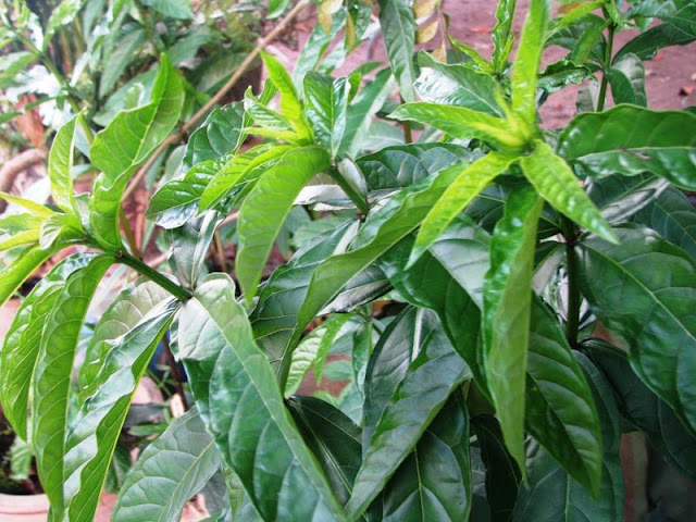 Pokok Sabung Nyawa (Gynura Procumbens) - Malaysia Camping 