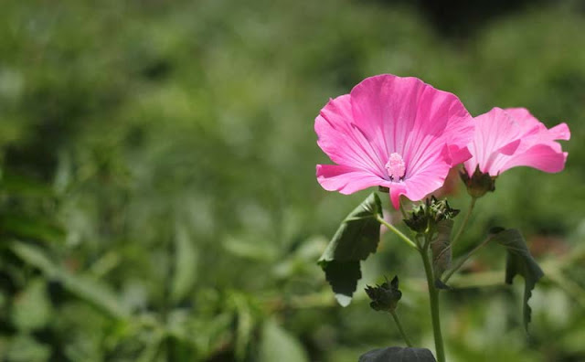 Annual Mallow Flowers Pictures