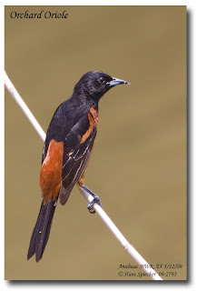 turpial de los huertos la familia Icteridae en America