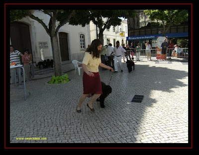 Cão de Água Português na Exposição Canina