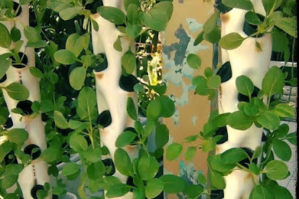 Paling Inspiratif Kebun Hidroponik Minimalis