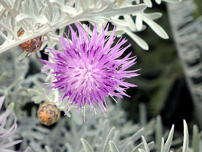 Dusty Miller bloom at the LA Arboretum