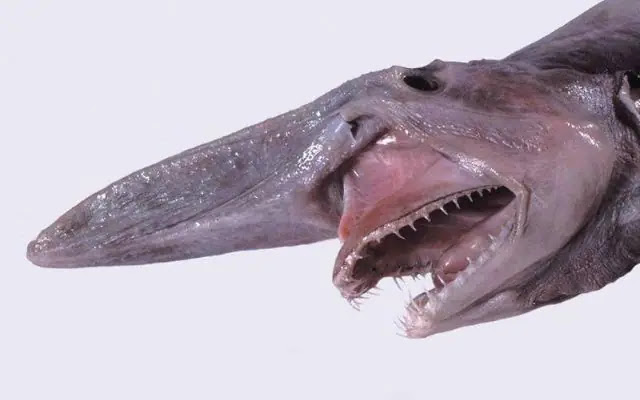 Top 10 Deep Sea Sharks