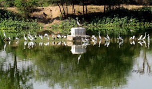 birds at pond