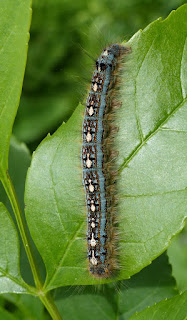 Malacosoma disstria - Livrée des forêts