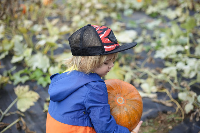 pumpkin picking