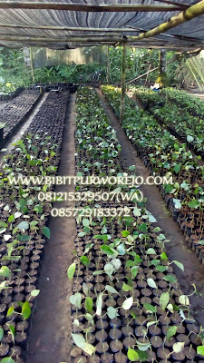 Jual bibit lada sulur murah, jual bibit lada sulur, lada solor, jual bibit lada solor, jual bibit lada rambat, lada rambat, bibit lada rambat murah, jual bibit lada rambat unggul, lada, bibit purworejo, jual bibit lada rambat murah, jual bibit lada murah unggul, jual bibit lada rambat dipurworejo, pusat bibit lada rambat, lada rambat, panen lada, varietas lada rambat, lada rambat, usia lada rambat, pusat penjualan bibit lada, pusat penjualan bibit lada rambat, jual bibit mrica sulur, jual bibit lada hitam, jual bibit lada putih, lada hitam, lada putih, macam lada,